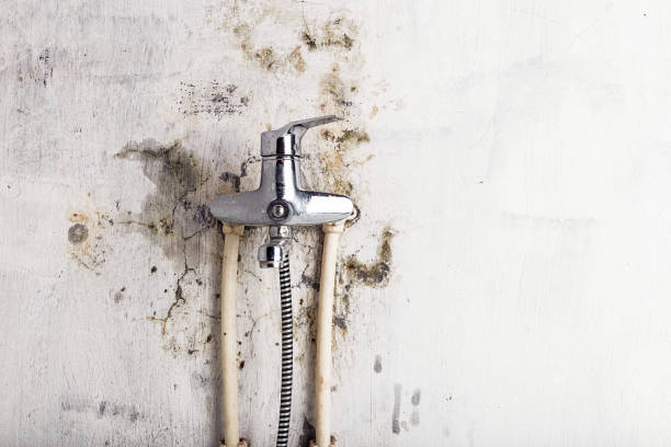 Best Mold Removal Specialists  in Weddington, NC