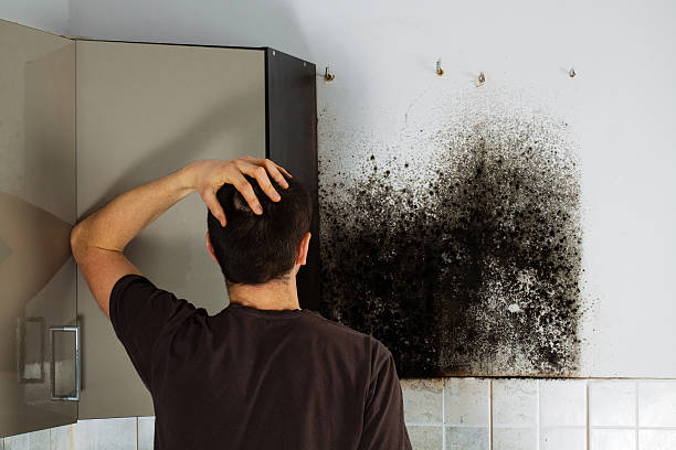 Best Emergency Mold Removal  in Weddington, NC