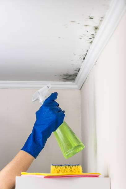 Best Residential Mold Removal  in Weddington, NC