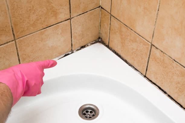 Mold Removal and Inspection in Weddington, NC